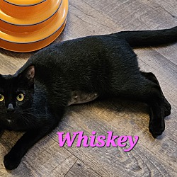 Thumbnail photo of Whiskey #1