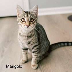 Thumbnail photo of Marigold #1