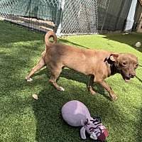 adopt-pet