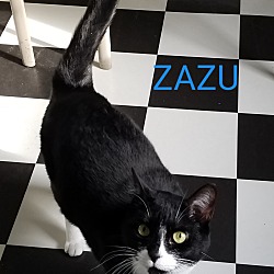 Thumbnail photo of ZAZU #2