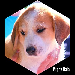 Photo of Puppy Nala