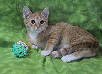 turbo scratcher petsmart