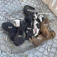 6 Puppies!