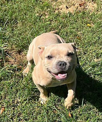 Bulldog frances blue and tan hembra – Puppies House Petshop