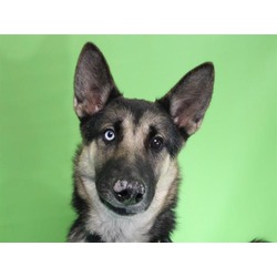 Photo of ASTA