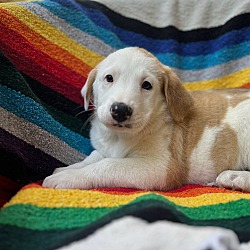 Photo of Pyrenees puppies