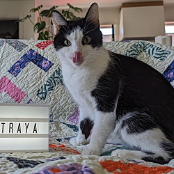 Thumbnail photo of Straya #2