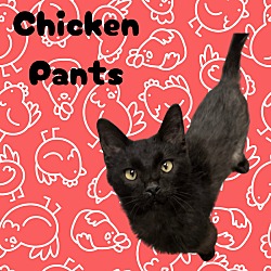 Photo of Chicken Pants