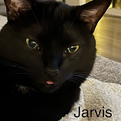 Thumbnail photo of Jarvis #3