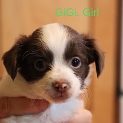 Thumbnail photo of GiGi #1