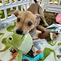 adopt a pet