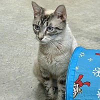 adopt a pet