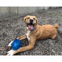 adopt a pet