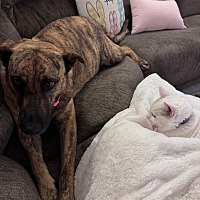 adopt a pet