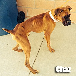 Thumbnail photo of Chaz #2
