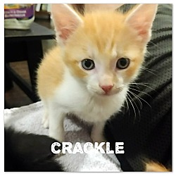 Thumbnail photo of Crackle #2