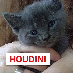 Photo of HOUDINI