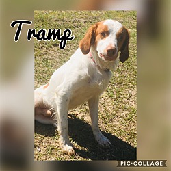 Photo of Tramp