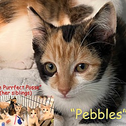 Photo of Kitten Pebbles