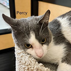 Thumbnail photo of Percy #3