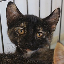 Thumbnail photo of Matisse ( unsocialized barn kitten) #1