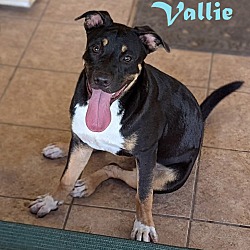 Photo of Vallie