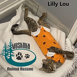 Thumbnail photo of Lilly Lou #2