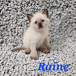 Thumbnail photo of Raine #1