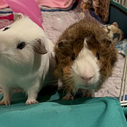 bonded pet photo