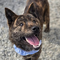 adopt a pet