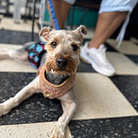 adopt a pet