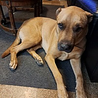 adopt a pet