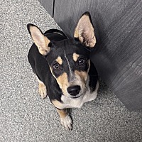 adopt a pet