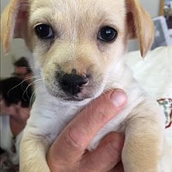 Thumbnail photo of Louis - Chanel pup #1