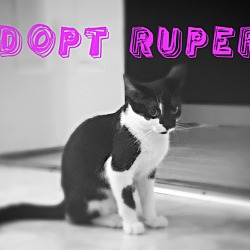 Thumbnail photo of Rupert #3