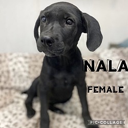 Photo of Nala