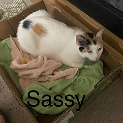 Thumbnail photo of Sassy (24-263) #4