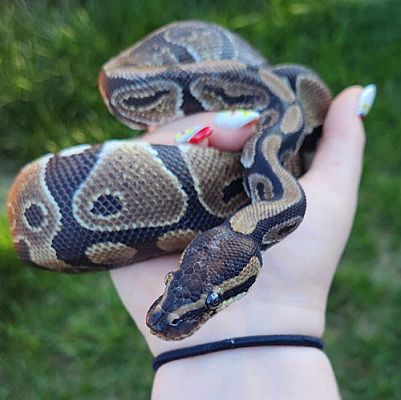 Burlingame, CA - Snake. Meet Udon a Pet for Adoption - AdoptaPet.com