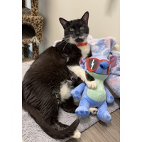 adopt-pet