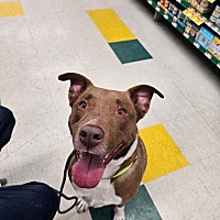 adopt a pet