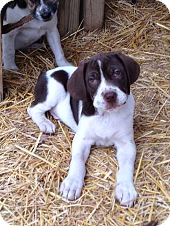 great pyrenees pointer mix