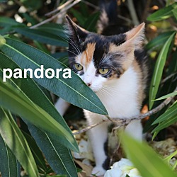 Thumbnail photo of Pandora -- $50.00 adoption fee #3