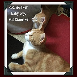 Thumbnail photo of O.C. (orange cat!) #3
