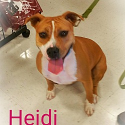 Thumbnail photo of A-Heidi #1