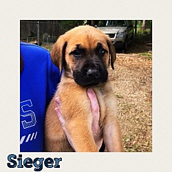 Thumbnail photo of Sieger #2