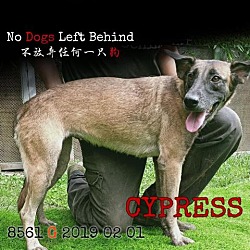 Photo of Cypress 8561