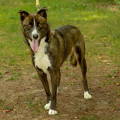 Brick, NJ - Shepherd (Unknown Type)/Karelian Bear Dog. Meet Goofy a Pet