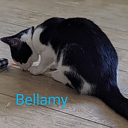 Photo of Bellamy