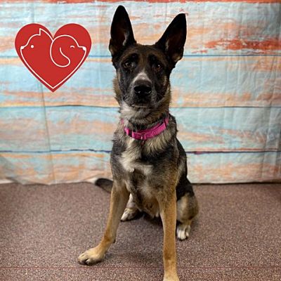 Cheyenne, WY - German Shepherd Dog/Mixed Breed (Large). Meet Annie ...