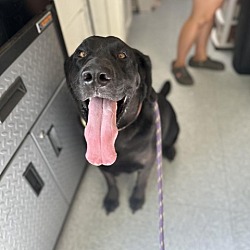 Photo of Bear